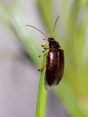 Tanychilus