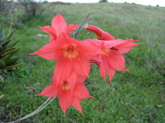 Gladiolus priorii