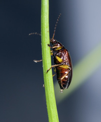 Tanychilus