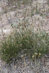 Carex elynoides