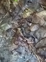 Plethodon cylindraceus
