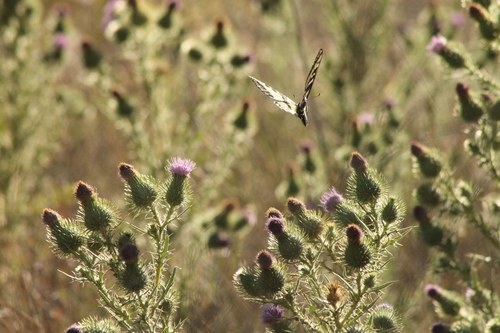 iNaturalist observation photo of Bull Thistle