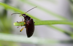 Tanychilus