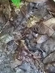 Plethodon cylindraceus