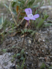 Chaenorhinum grandiflorum
