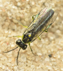 Rhogogaster genistae