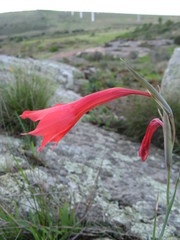 Gladiolus priorii