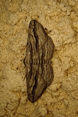 Ecleora solieraria