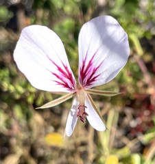 Pelargonium longicaule