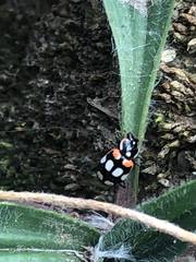 Eriopis connexa