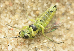 Rhogogaster genistae