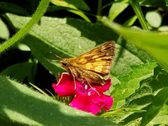 Polites peckius