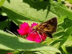 Polites peckius