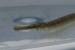 Syngnathus floridae