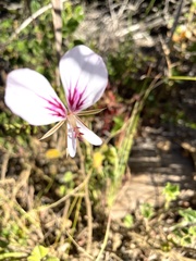 Pelargonium longicaule
