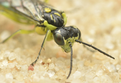 Rhogogaster genistae