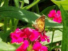 Polites peckius