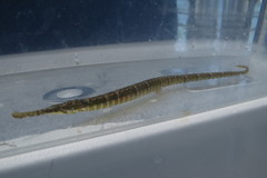 Syngnathus floridae