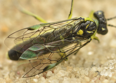 Rhogogaster genistae