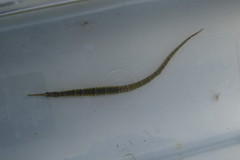 Syngnathus floridae
