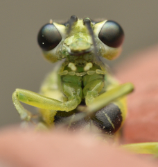 Rhogogaster genistae