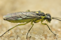 Rhogogaster genistae