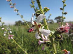 Anisodontea setosa