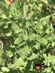 Gaillardia amblyodon