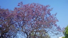 Jacaranda mimosifolia
