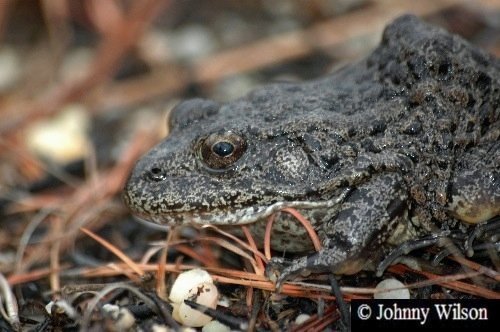Lithobates capito