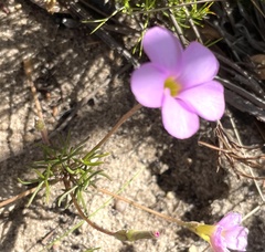 Oxalis polyphylla pentaphylla
