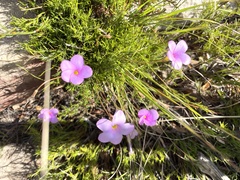 Oxalis polyphylla pentaphylla