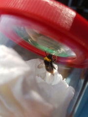 Bombus pratorum