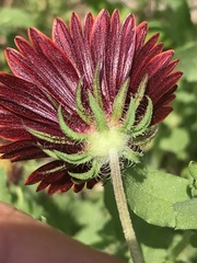 Gaillardia amblyodon