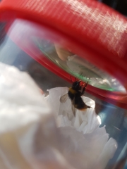 Bombus pratorum