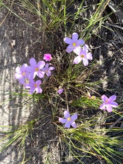 Oxalis polyphylla pentaphylla