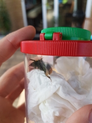 Bombus pratorum