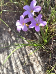 Oxalis polyphylla pentaphylla