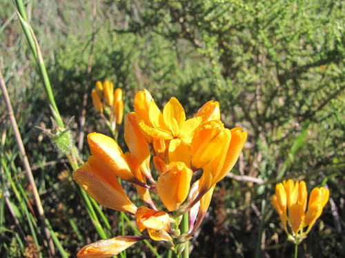 Gold Kalossie (Ixia aurea)