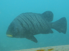Plectorhinchus plagiodesmus
