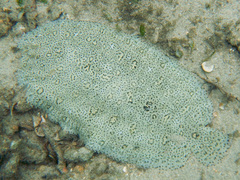 Pardachirus marmoratus