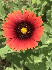 Gaillardia amblyodon