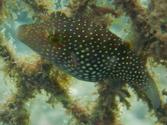 Canthigaster janthinoptera