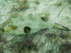 Arothron immaculatus