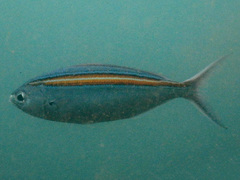 Caesio xanthalytos
