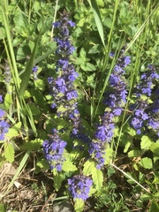 Ajuga genevensis