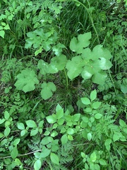 Heracleum sphondylium sphondylium