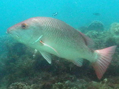Lutjanus argentimaculatus