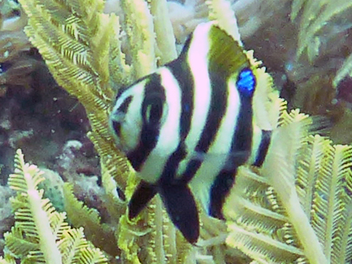 Amblypomacentrus annulatus