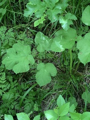 Heracleum sphondylium sphondylium